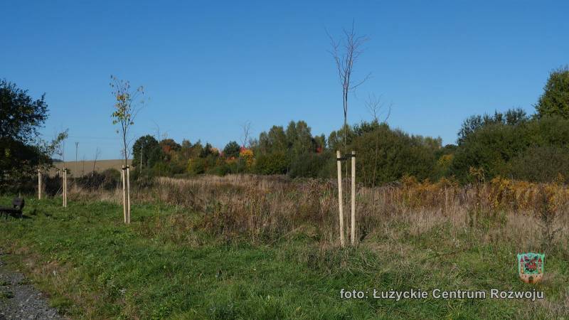 zasadzone lipy wzdłuż drogi rowerowej