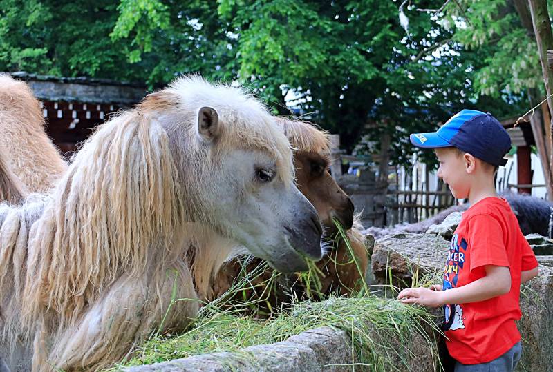 karmienie wielbłądów w ZOO